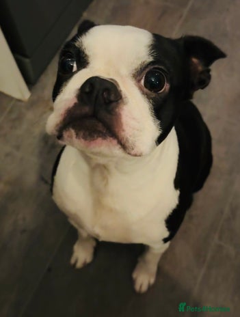 Boston Terrier dogs - Advert 1