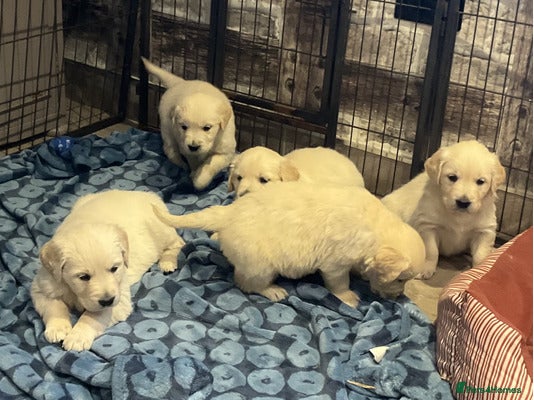 Golden Retriever dogs fantastic Golden retriever girl - Advert 10