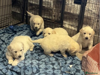 Golden Retriever dogs fantastic Golden retriever girl - Advert 10