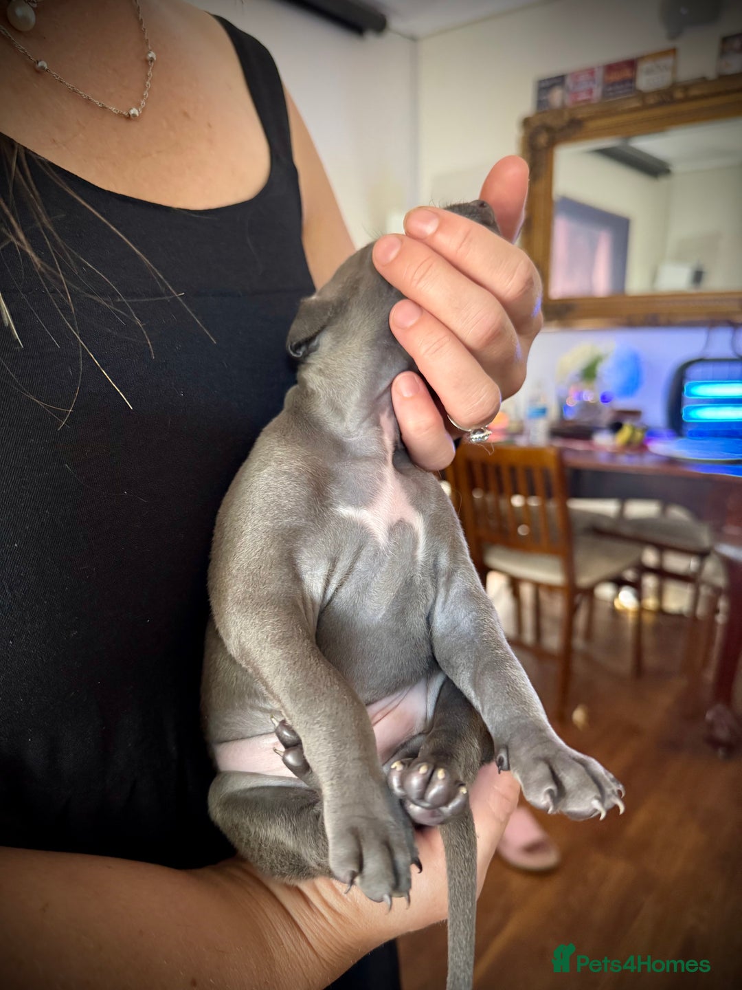Italian Greyhound dogs for sale: KC Reg Italian Greyhound puppies - Only 1 boy left - Image 9