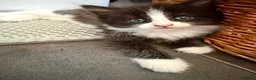 Mixed Breed cats for sale: Beautiful kittens - Advert 16