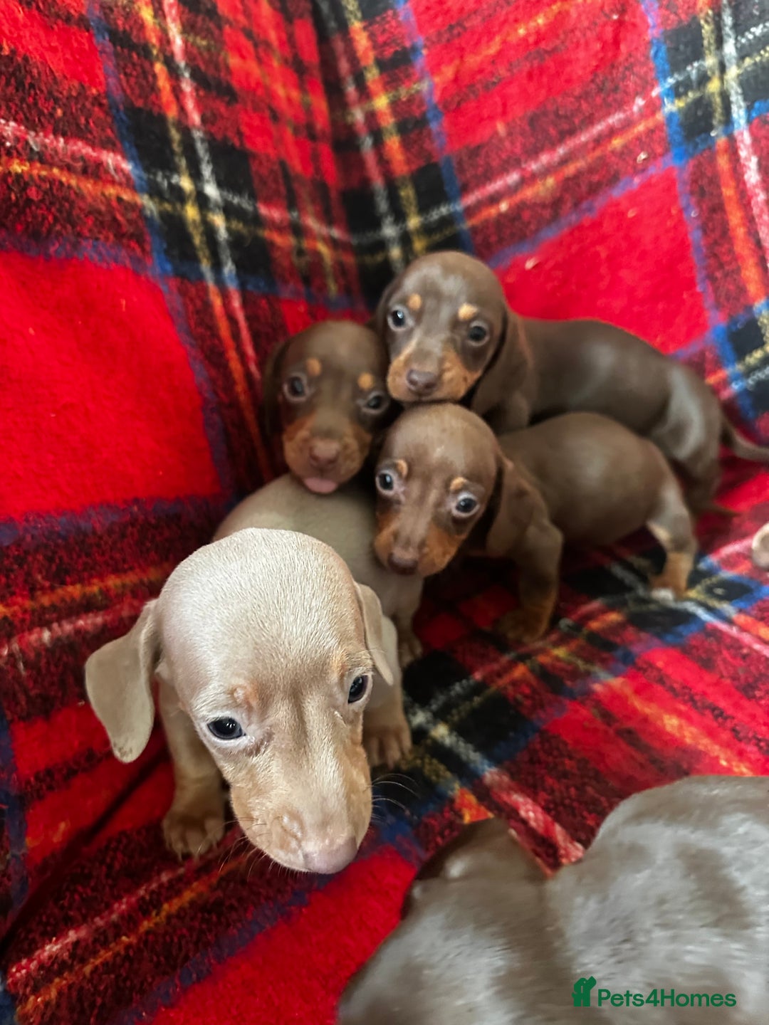 Dachshund dogs for sale: 7 beautiful dashound puppys - Advert 11