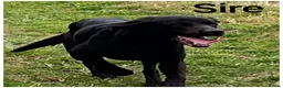 Labrador Retriever dogs for sale: Stunning KC Lab pups, health tested&many FTCH/Ws in Mansfield - Advert 8