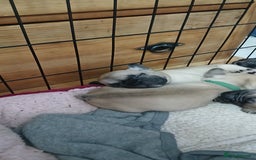 French Bulldog dogs for sale: Standard KC french bulldog litter.  - Image 5