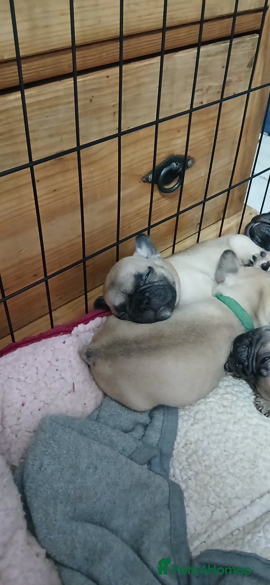French Bulldog dogs for sale: Standard KC french bulldog litter.  - Image 5