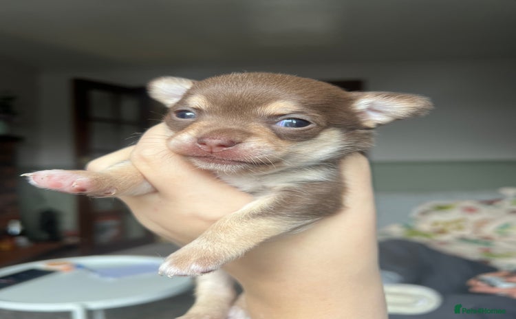 Chihuahua dogs - Advert 2