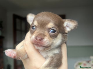 Chihuahua dogs - Advert 7