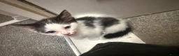 Domestic Shorthair cats for sale: 3 female kittens  in Gillingham - Advert 8