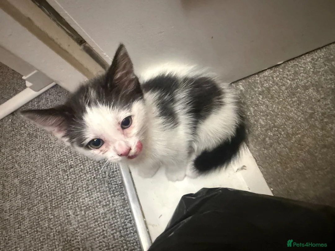 Domestic Shorthair cats for sale: 3 female kittens  in Gillingham - Advert 8