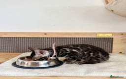Bengal cats for sale: Rare Glitter Pedigree Bengal Female - Show Quality - Image 9
