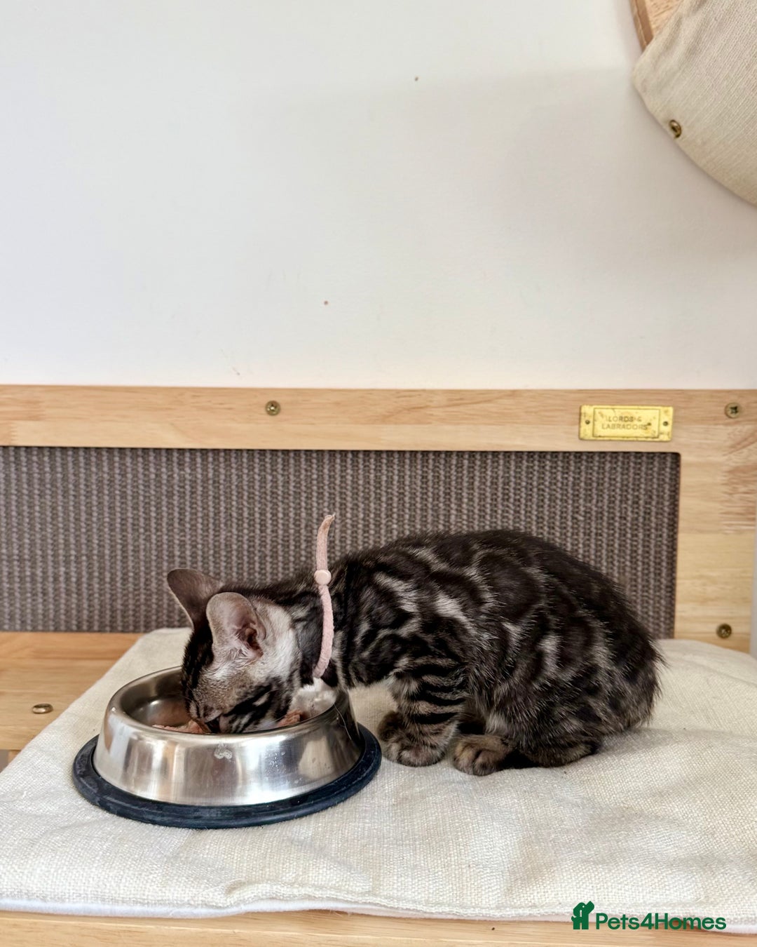 Bengal cats for sale: Rare Glitter Pedigree Bengal Female - Show Quality - Image 9