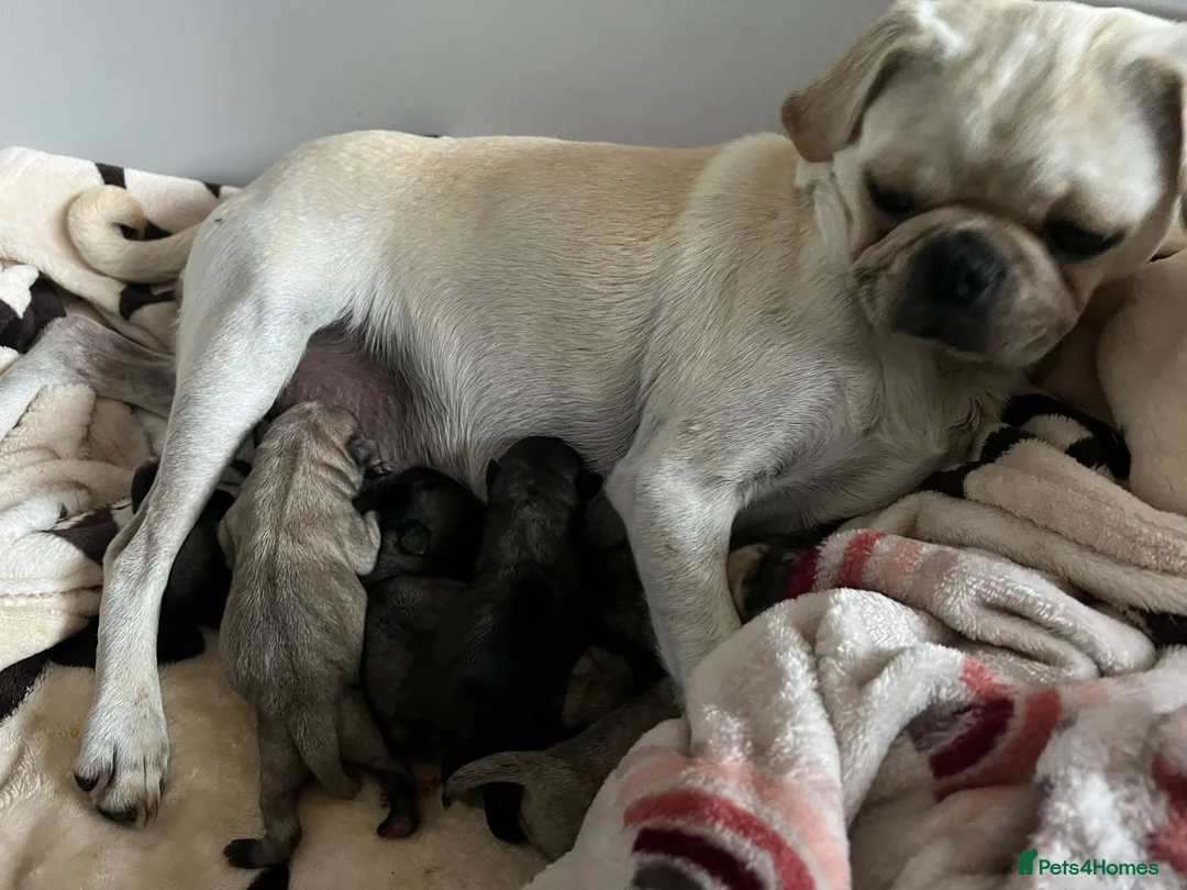 Pug dogs for stud: Health tested black pug stud  in Stevenage - Advert 25