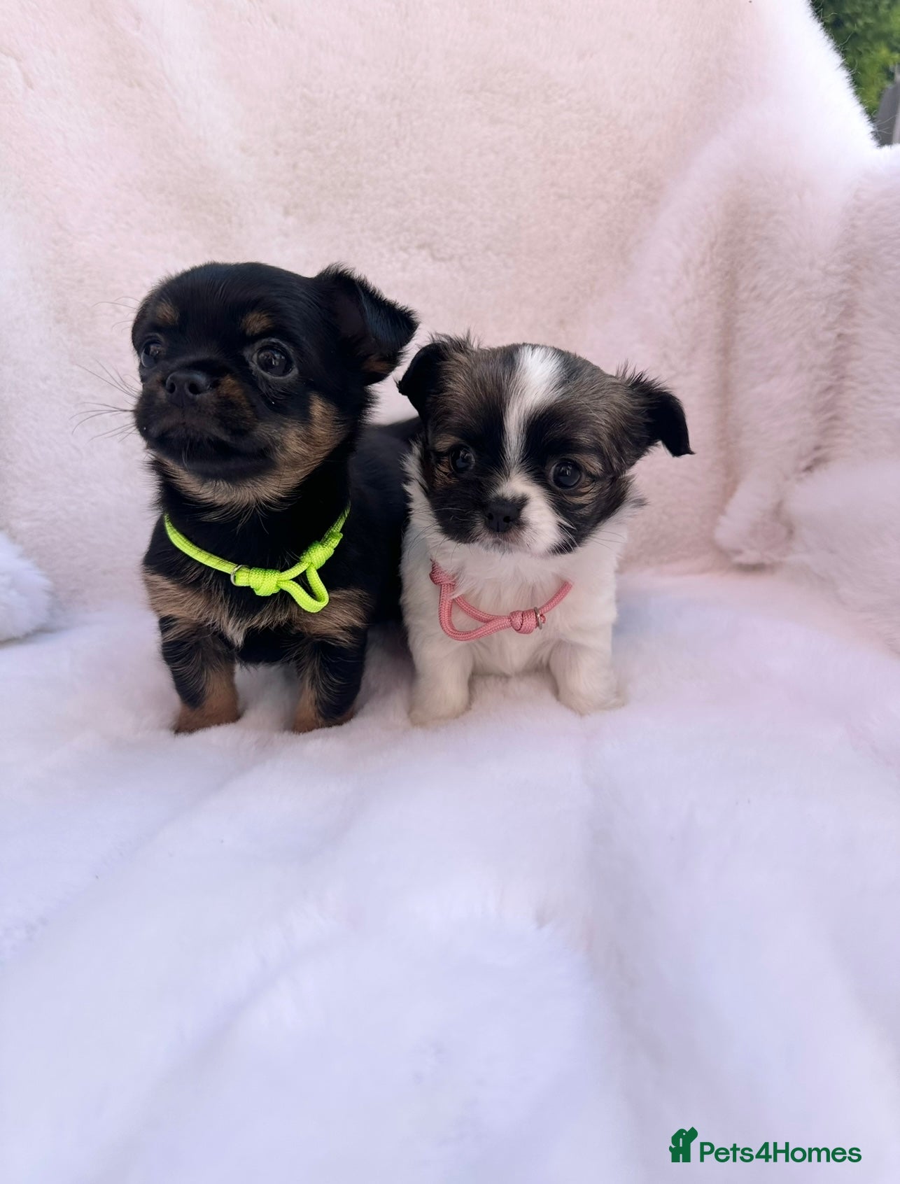 Mixed Breed dogs Jack Russell x Chihuahua Ready Soon  - Advert 12