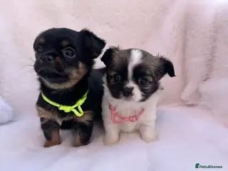 Mixed Breed dogs Jack Russell x Chihuahua Ready Soon - Advert 12