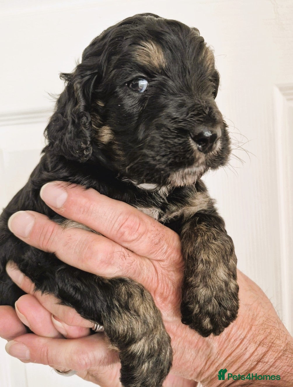 Cockapoo dogs F1 Remaining beautiful cockapoos - Ready to leave  - Advert 16
