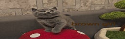 British Shorthair cats for sale: British Shorthair kitten's, GCCF pedigree - Advert 25