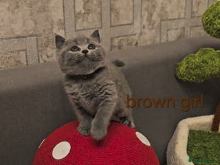 British Shorthair cats British Shorthair kittens, GCCF pedigree - Advert 10