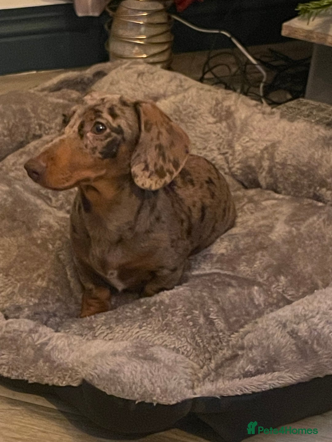 Miniature Dachshund dogs for sale: Miniature dachshund  - Image 3
