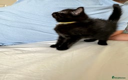 Domestic Shorthair cats for sale: For Sale! Three black cute and lovely kittens  - Image 7