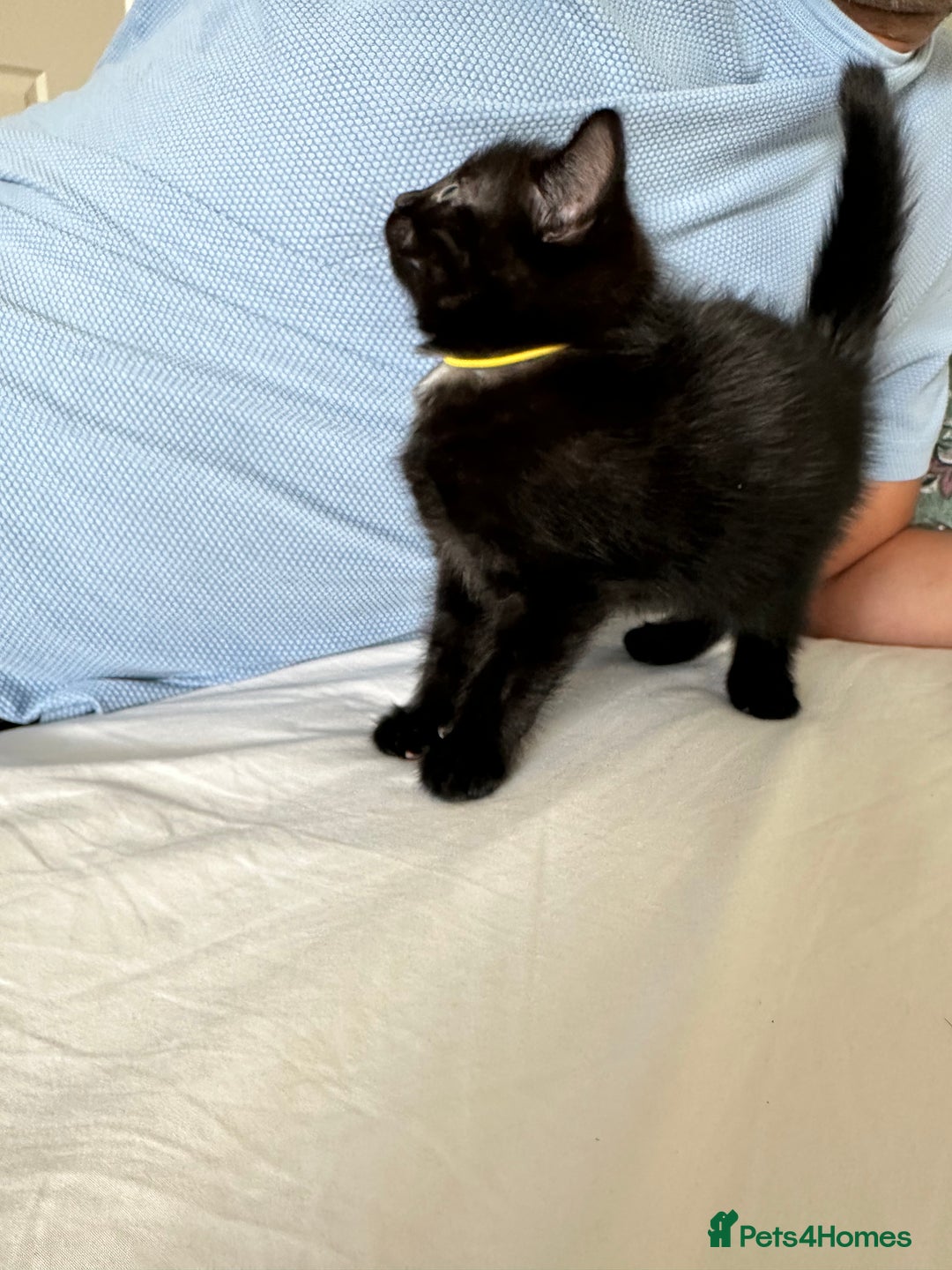 Domestic Shorthair cats for sale: For Sale! Three black cute and lovely kittens  - Image 7