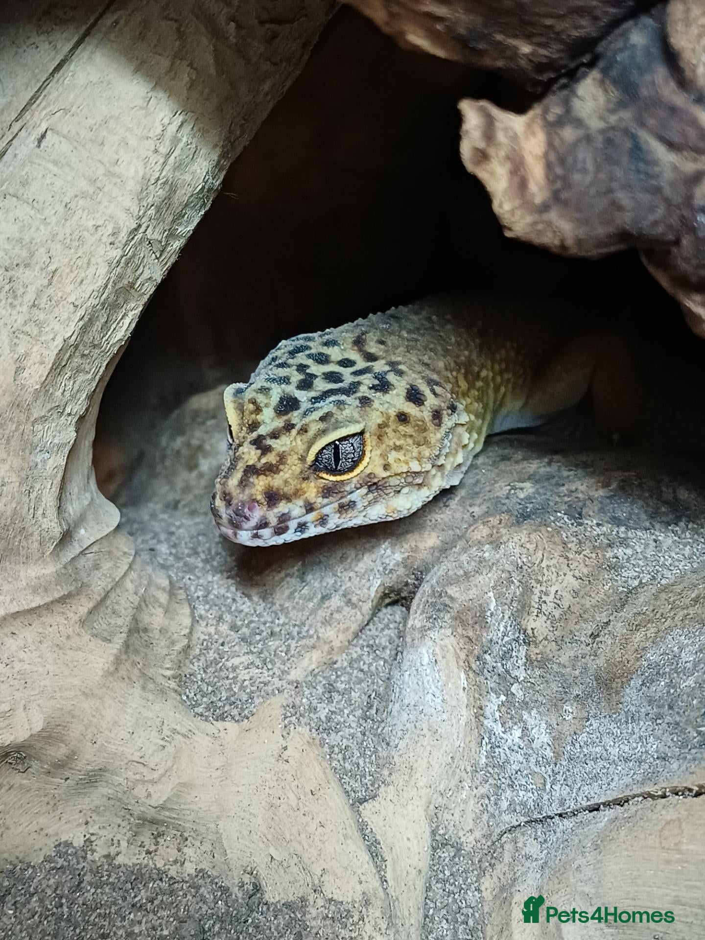 Leopard Gecko reptiles Female Leopard gecko  - Advert 1