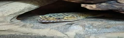 Leopard Gecko reptiles for sale: Female Leopard gecko  - Advert 1