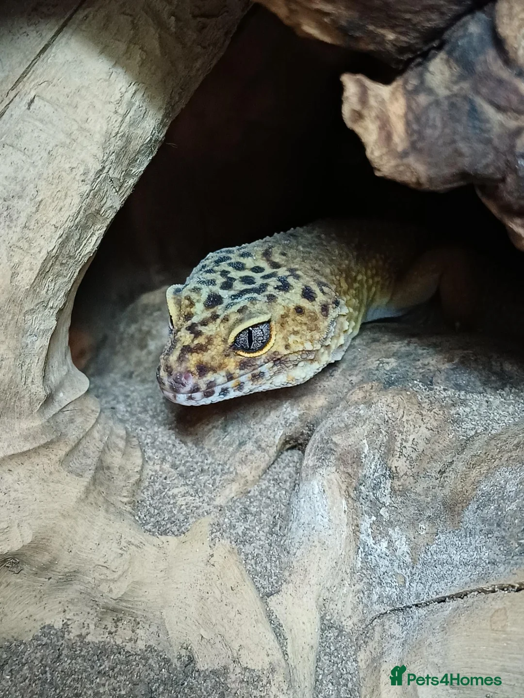 Leopard Gecko reptiles for sale: Female Leopard gecko  - Advert 1