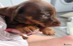 Miniature Dachshund dogs for sale: Miniature dachshund boy available  - Image 10