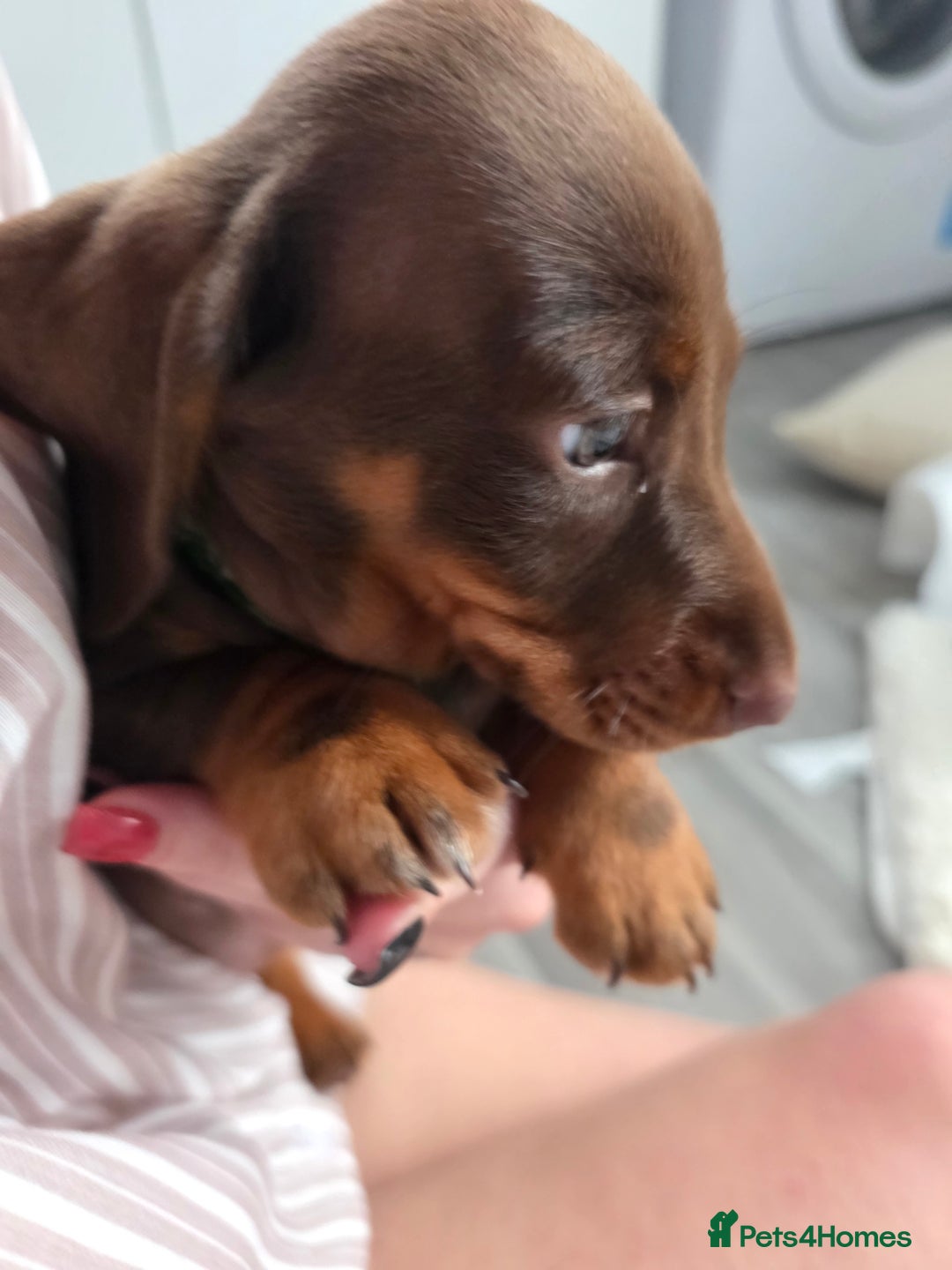 Miniature Dachshund dogs for sale: Miniature dachshund boy available  - Image 10