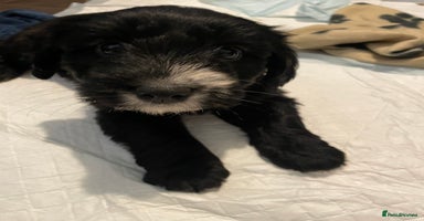 Cocker Spaniel dogs - Advert 7