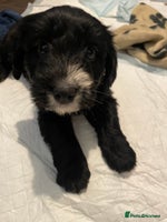 Cocker Spaniel dogs - Advert 7