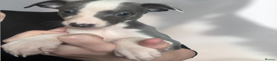 Whippet Puppy 7