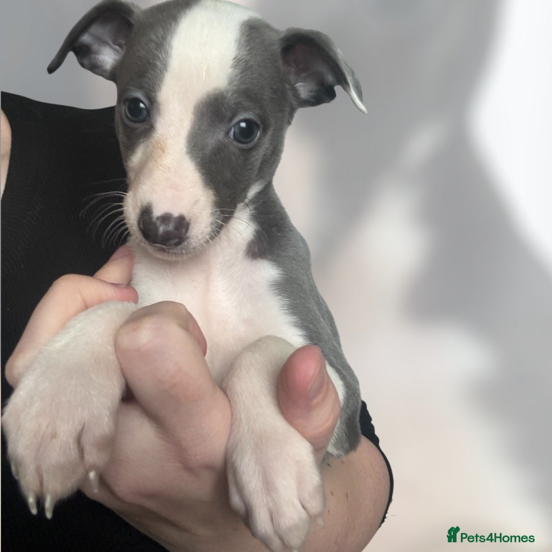 Whippet dogs for sale: All found homes-Beautiful Blue and White Parti BOY - Image 29