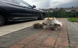 Pomeranian dogs for sale: 1 BOY 1 GIRL POMERANIAN PUPPIES AVAILABLE  - Image 1