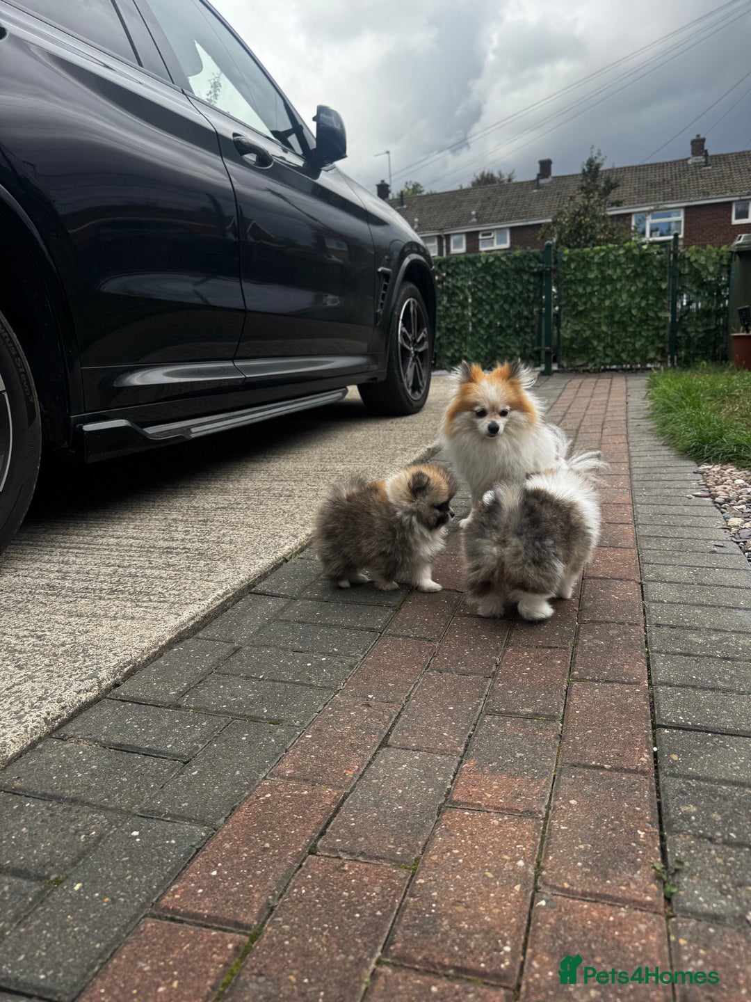 Pomeranian dogs for sale: 1 BOY 1 GIRL POMERANIAN PUPPIES AVAILABLE  - Image 1