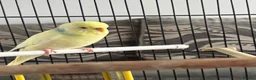 Budgerigars birds for sale: Cooki  - Advert 2