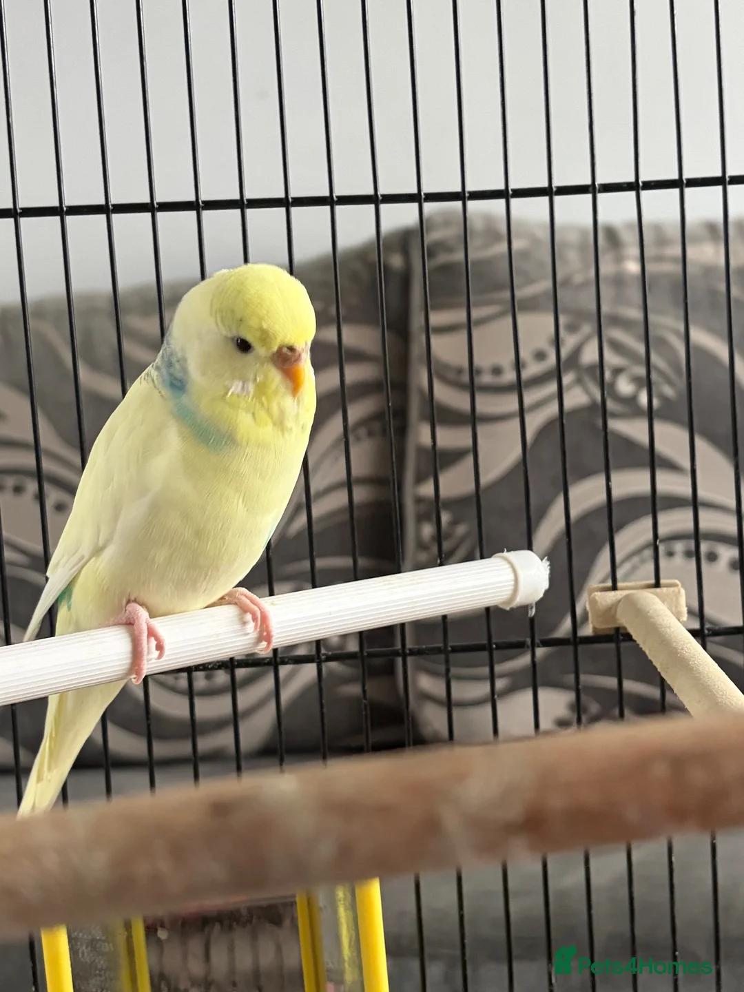 Budgerigars birds for sale: Cooki  - Advert 2