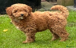 Poodle dogs for sale: Beautiful red poodle puppy - Advert 3
