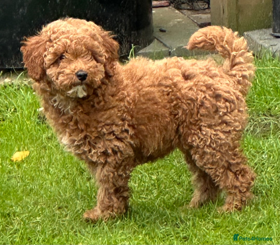 Poodle dogs for sale: Beautiful red poodle puppy - Advert 3