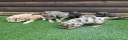 Cockapoo dogs for sale: F1 cockapoo puppies - Advert 7