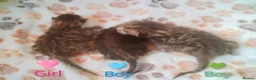 Bengal cats for sale: Bengal kittens  in Peterborough - Advert 5