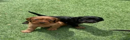 Cocker Spaniel dogs for sale: Beautiful working cocker spaniel puppies - Advert 18