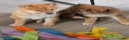 Japanese Shiba Inu dogs for sale: Stunning little Shibas - Advert 7