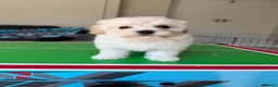 Maltipoo dogs for sale: Now ready for new homes.  - Advert 10
