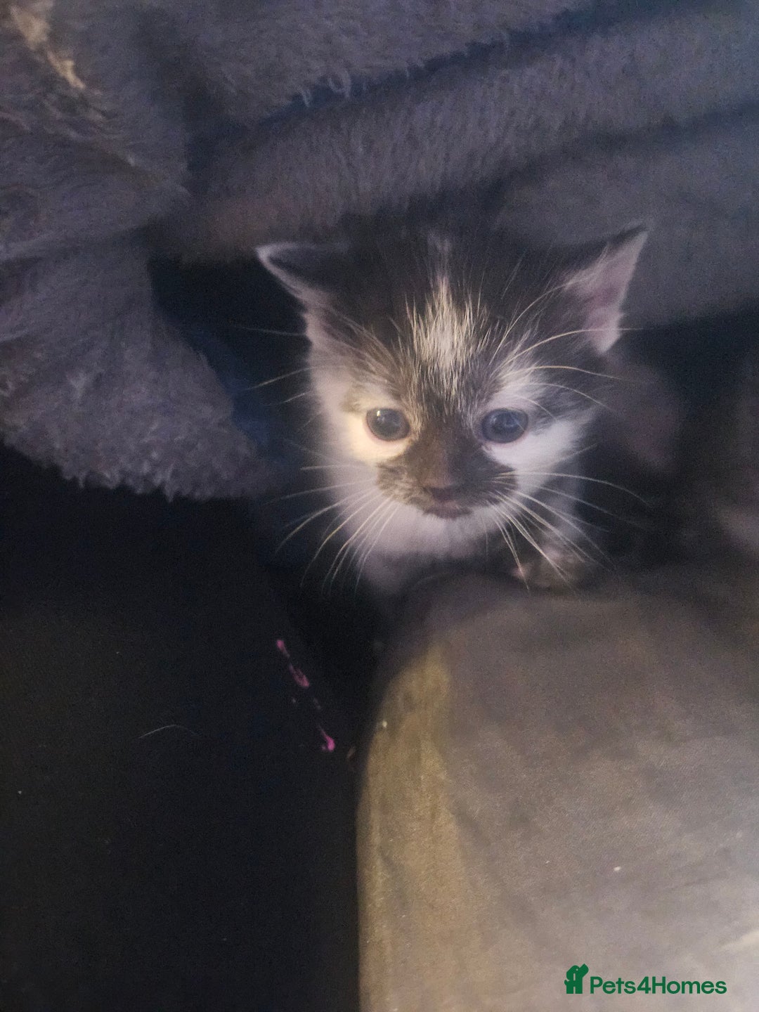 British Shorthair cats for sale: Kittens  - Advert 2