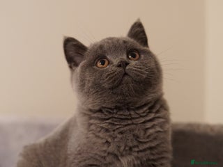 British Shorthair cats GCCF Blue British shorthair boy - Advert 3