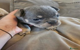 French Bulldog dogs for sale: 🔥Exquisite French Bull Dog Puppies 🔥 - Advert 29