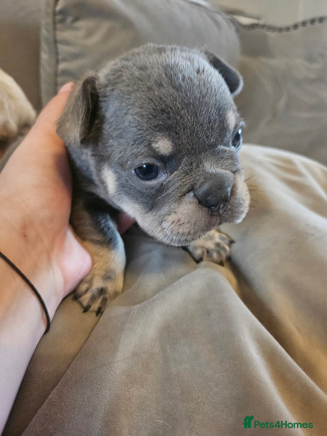 French Bulldog dogs for sale: 🔥Exquisite French Bull Dog Puppies 🔥 - Advert 29