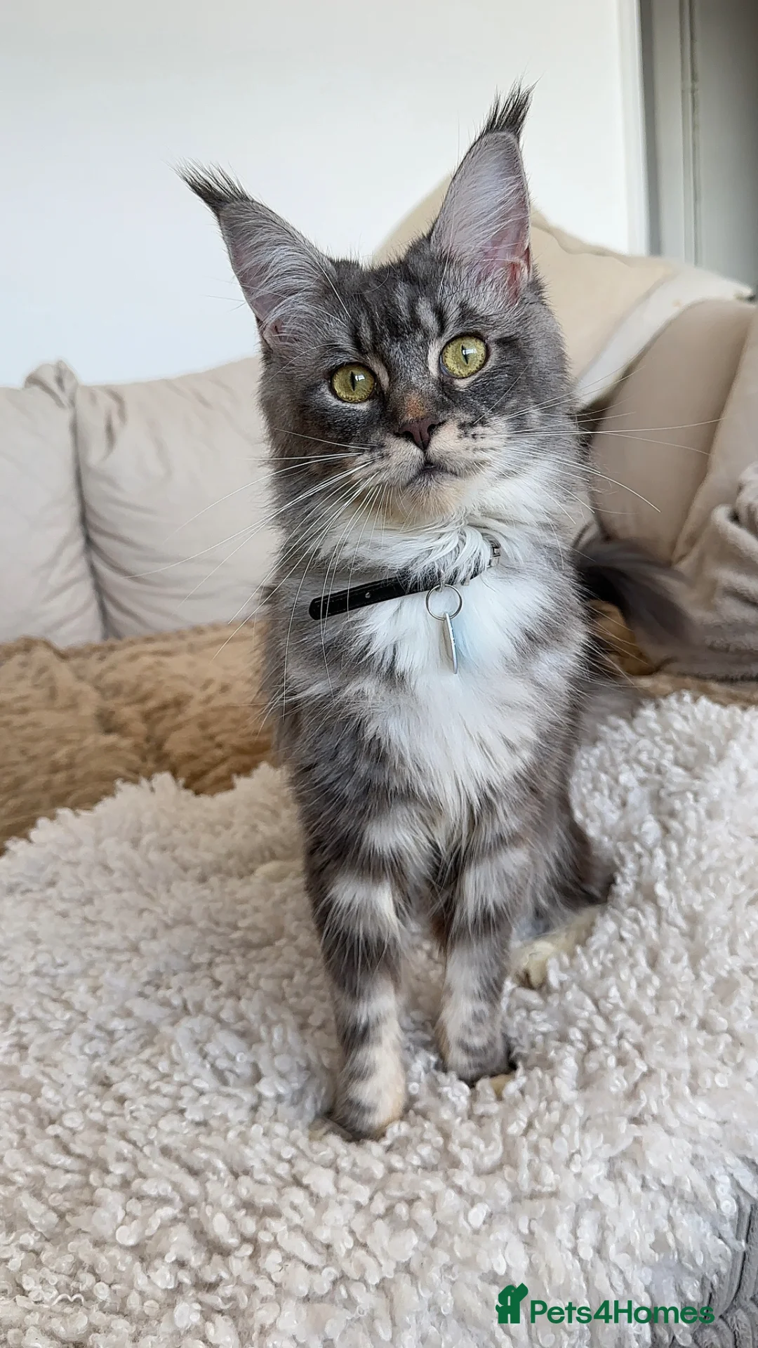 Maine Coon cats for sale: Blue Eyed Maine Coon | Champion Lines - Advert 13