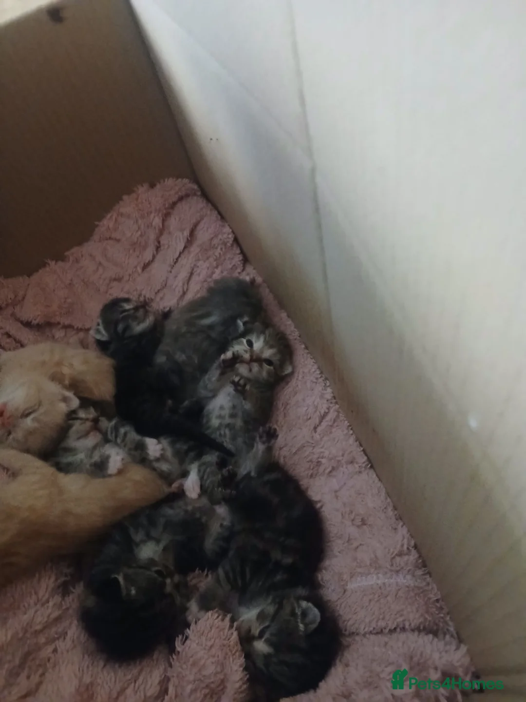 Mixed Breed cats for sale: 8 kittens for sale  - Advert 2